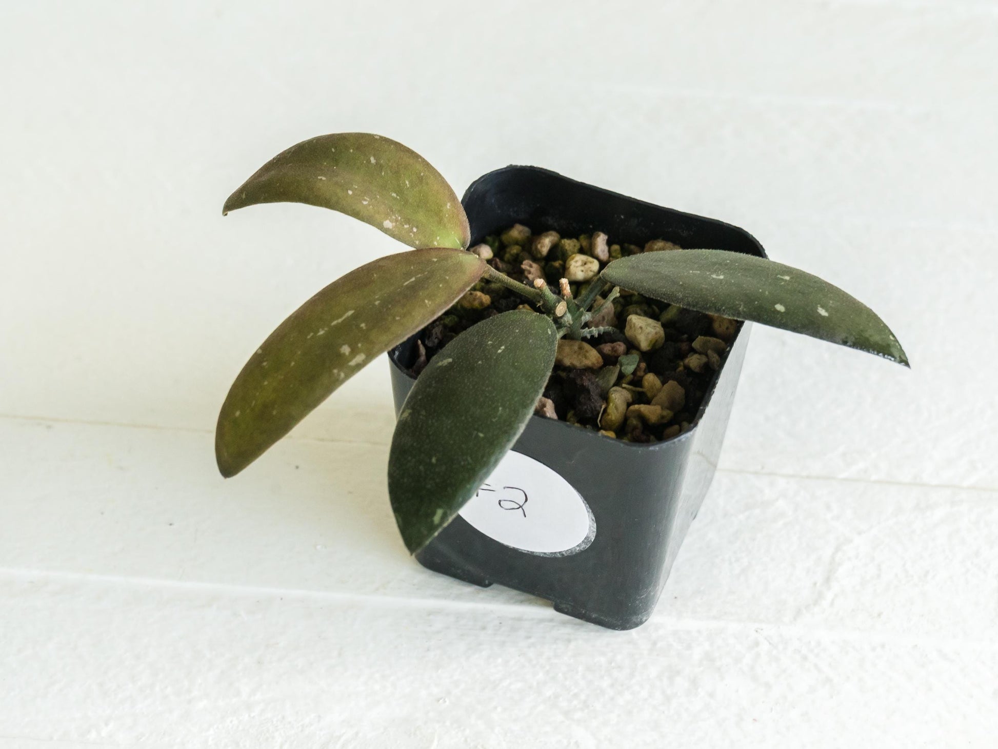 Hoya sabah 'Dragonfly' (EPC-960) | 2-Inch