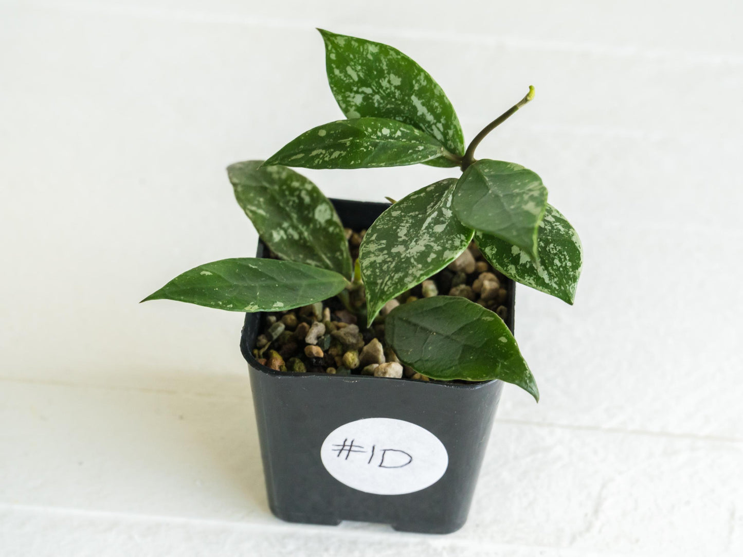 Hoya 'Rebecca' (Splash) | 2-Inch