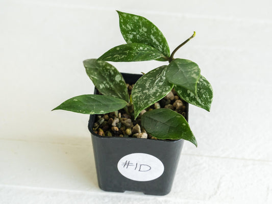 Hoya 'Rebecca' (Splash) | 2-Inch