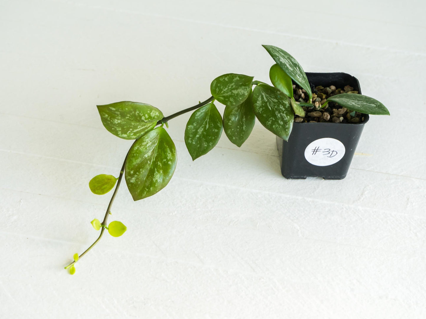Hoya collina (IR-26) | 2-Inch