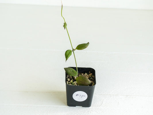 Hoya microdwarf (NS12-323) | 2-Inch