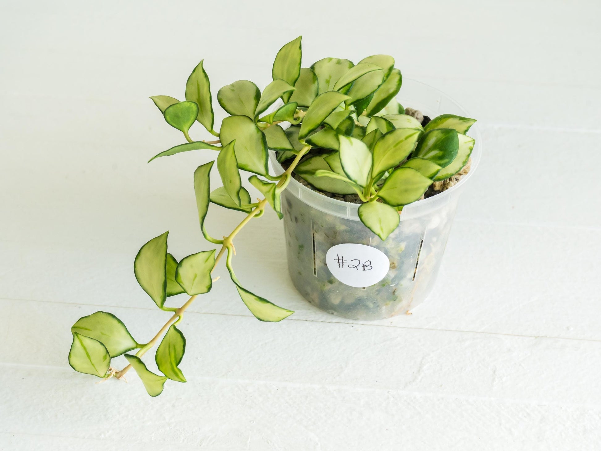 Hoya heuschkeliana (Inner Variegated) | 3-Inch