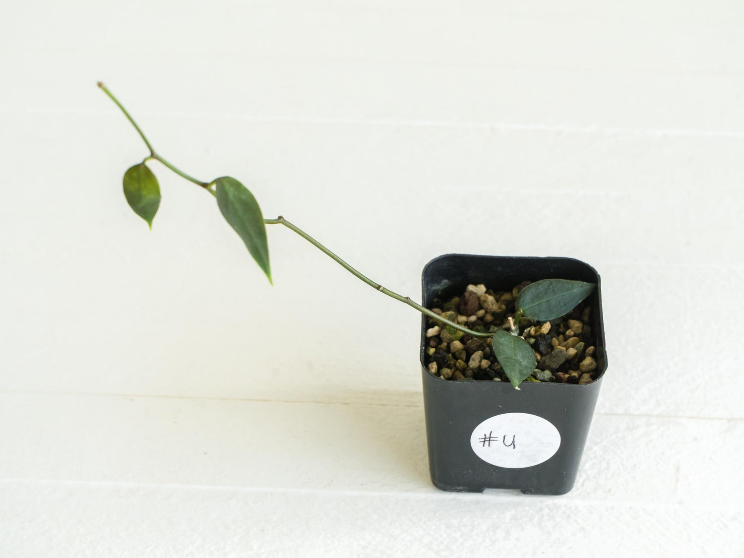Hoya carrii (NS13-064) | 2-Inch