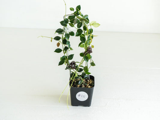 Hoya papua (PNG IM-08) | Large 2-Inch