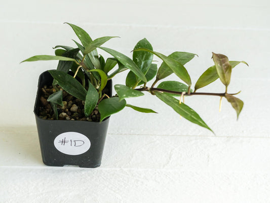 Hoya 'Rebecca' | 2-Inch
