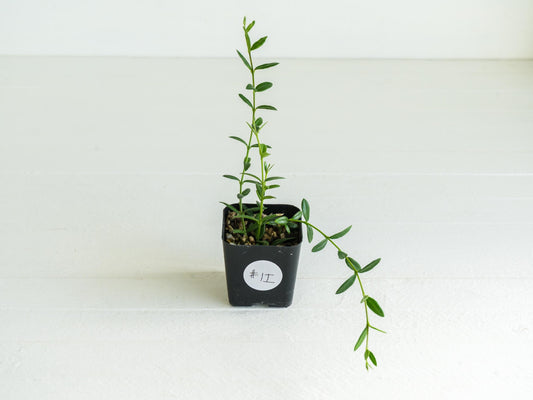 Hoya engleriana (Vietnam) | 2-Inch