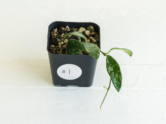 Hoya lima (Splash) | 2-Inch