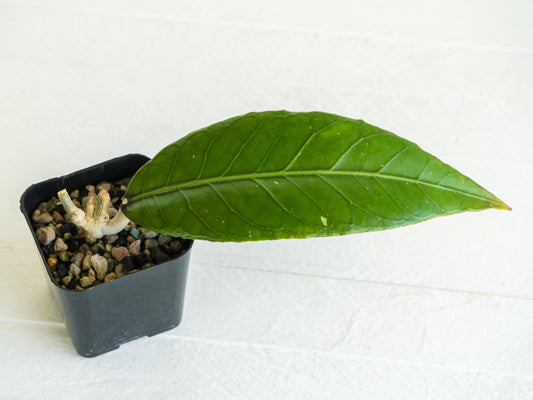 Hoya Sanghir NAD001 | 2-Inch