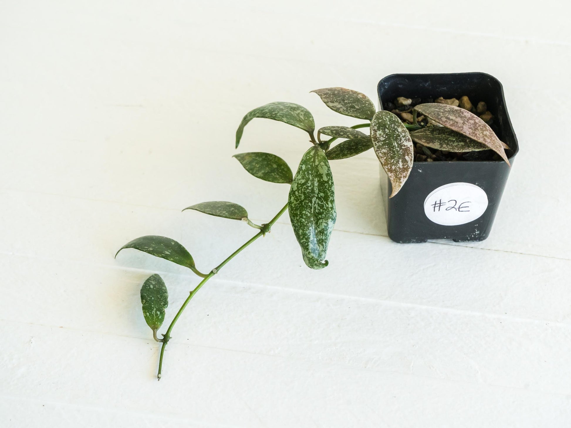 Hoya lacunosa 'Laos Full Splash' | 2-Inch