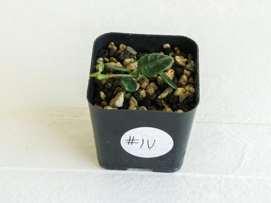 Hoya tengchongensis | 2-Inch