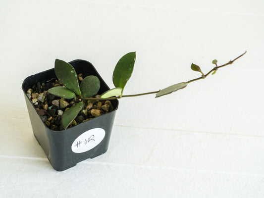 Hoya borneo (Small Leaf) | 2-Inch