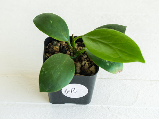 Hoya diptera | 2-Inch