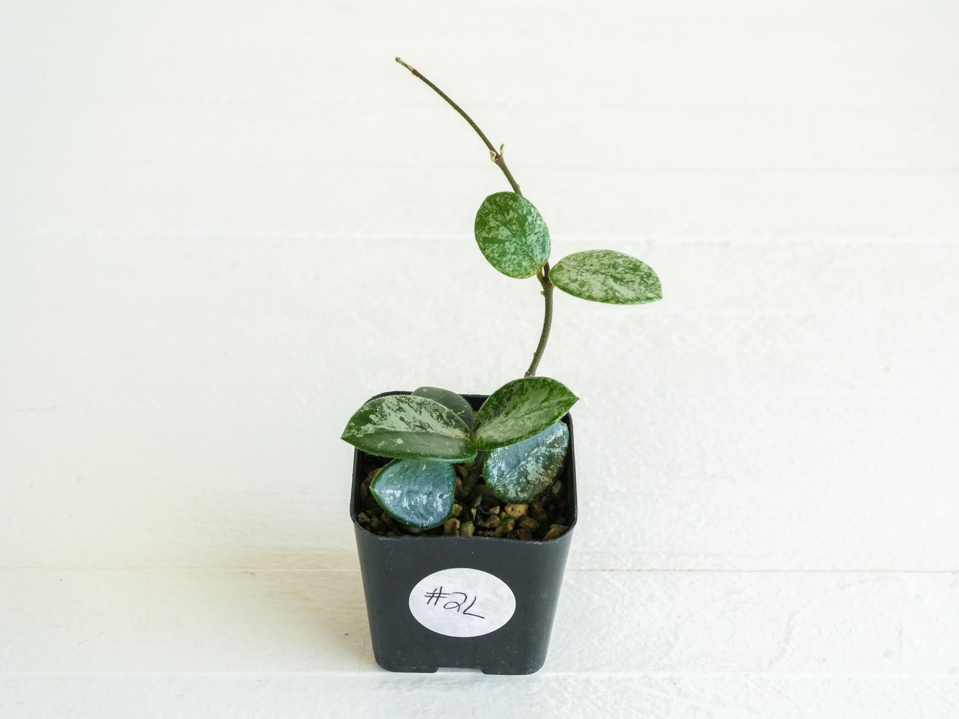 Hoya 'Mathilde' (Splash) | 2-Inch