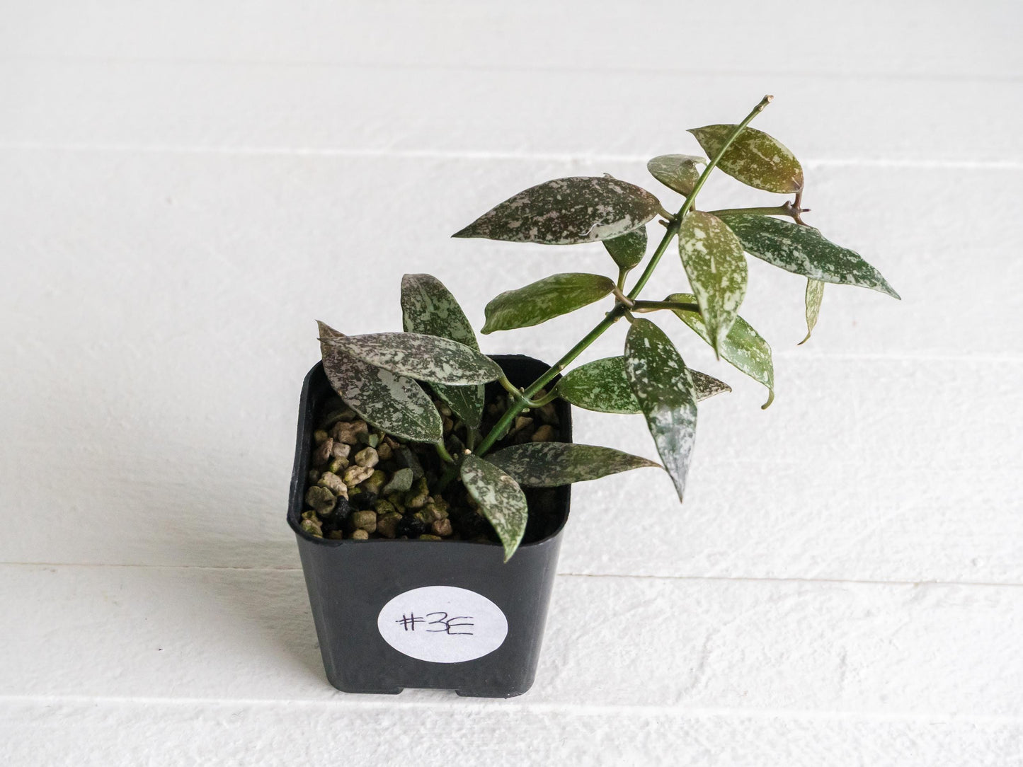 Hoya lacunosa 'Laos Full Splash' | 2-Inch