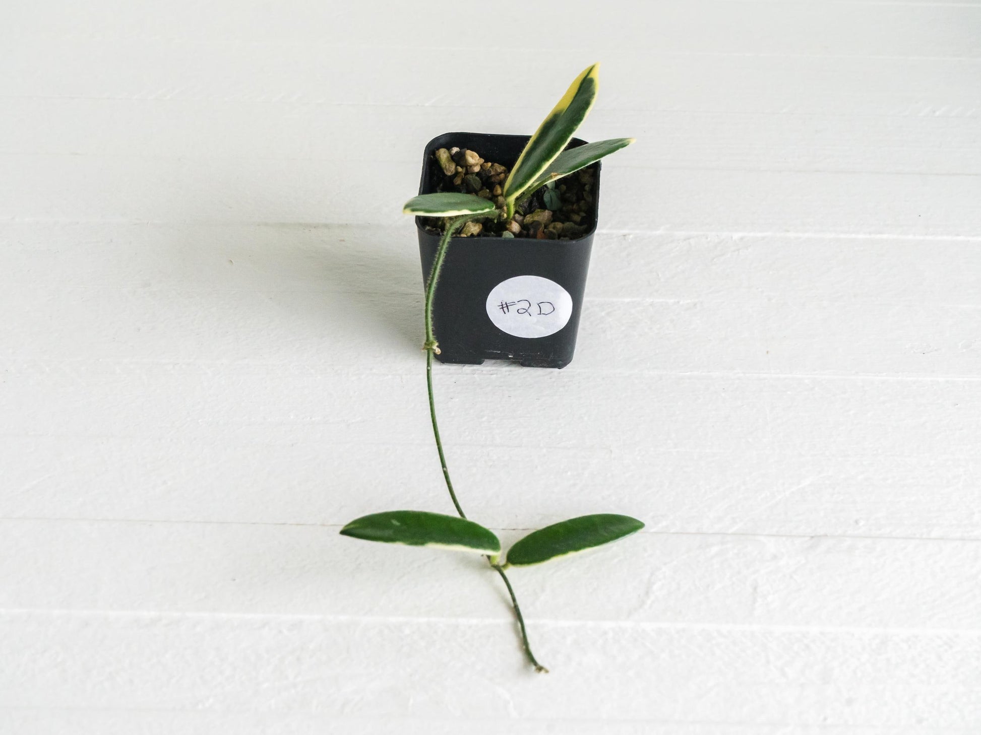Hoya lyi 'Prism' (Pink Flower) | 2-Inch