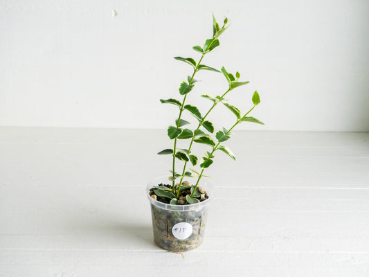 Hoya cumingiana (Albo | Outer Variegated) | 3-Inch