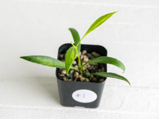 Hoya tsangii (Inner Variegated) | 2-Inch