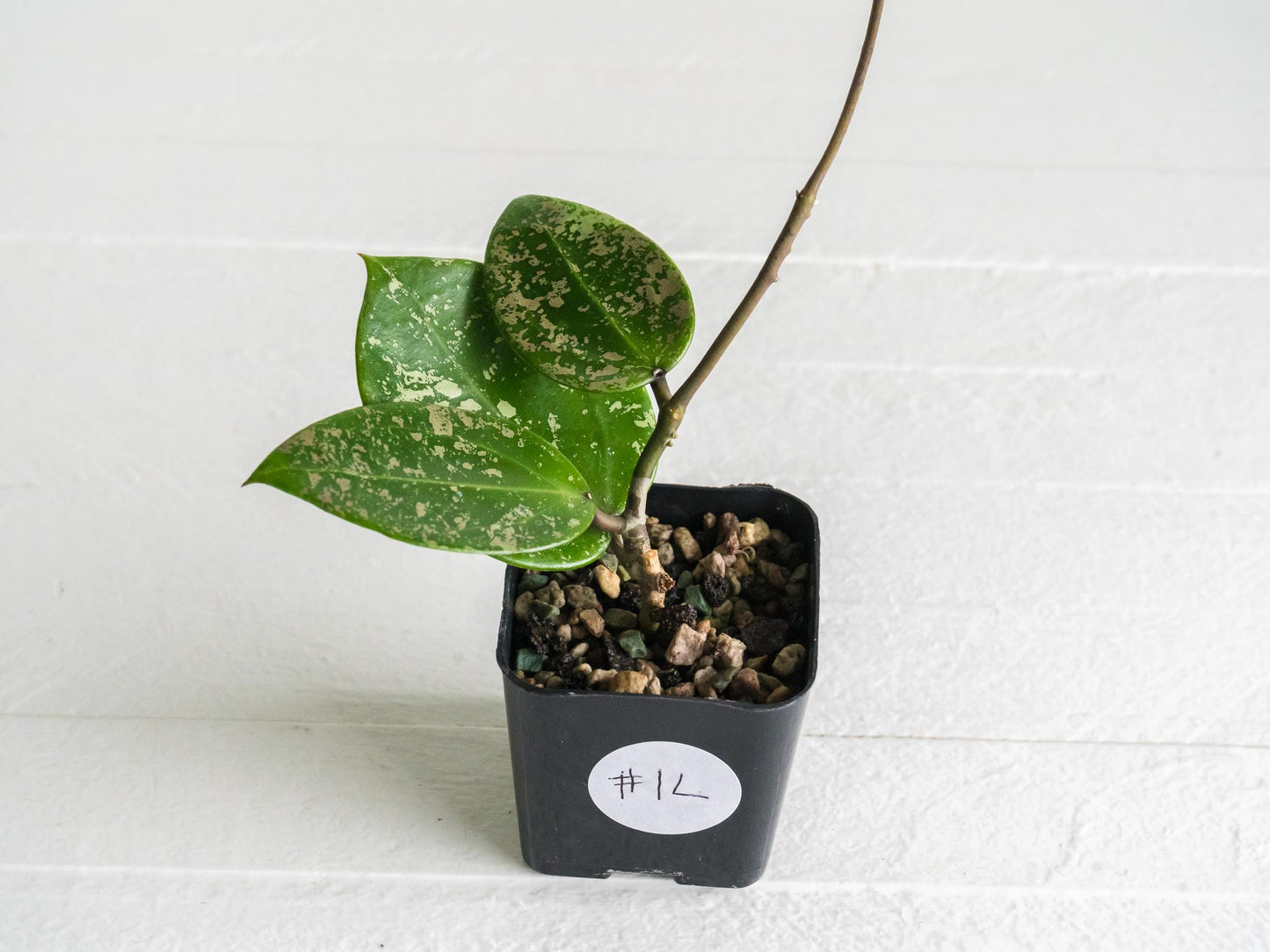 Hoya verticillata (EPC-997) | 2-Inch