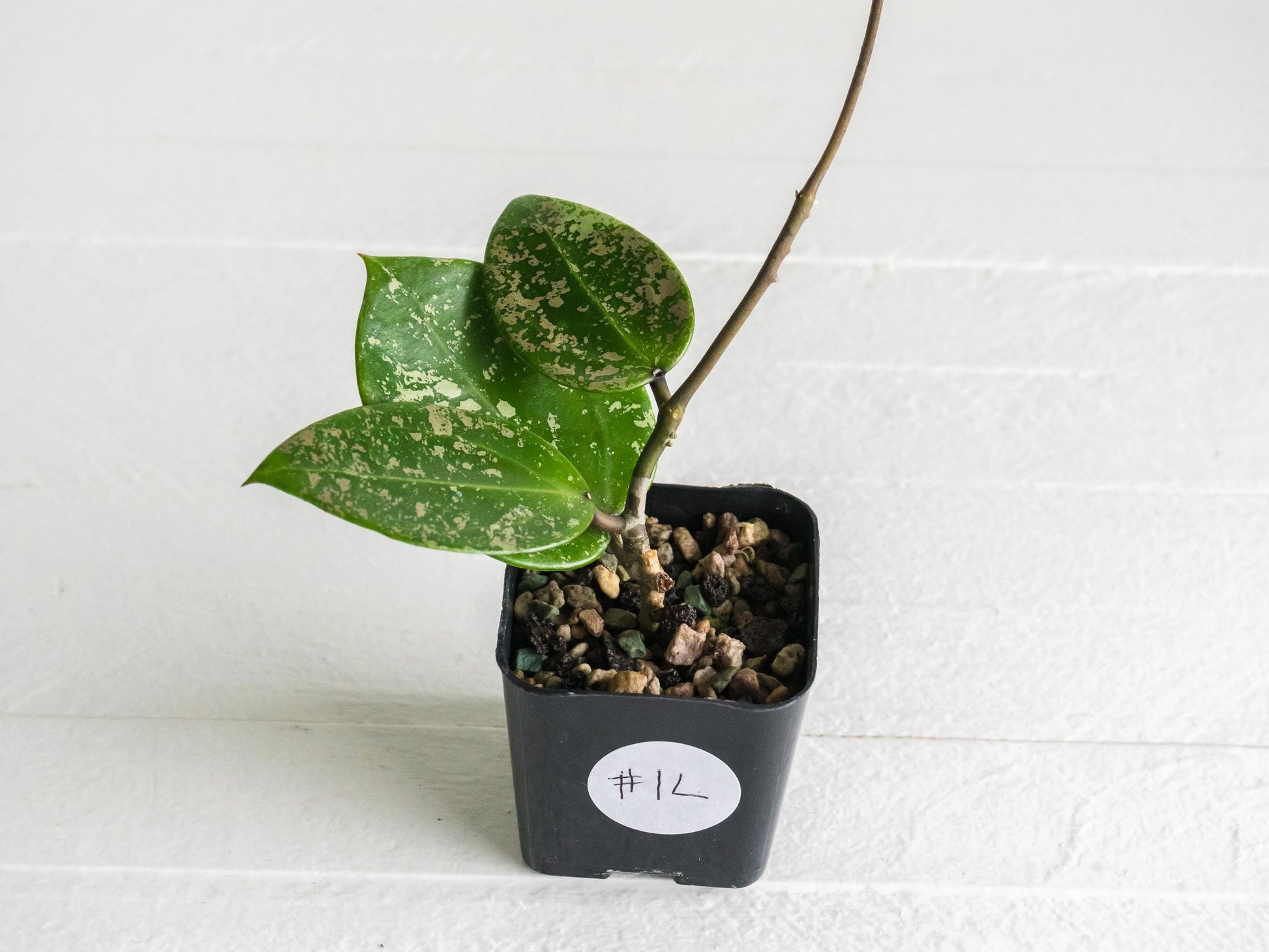 Hoya verticillata (EPC-997) | 2-Inch