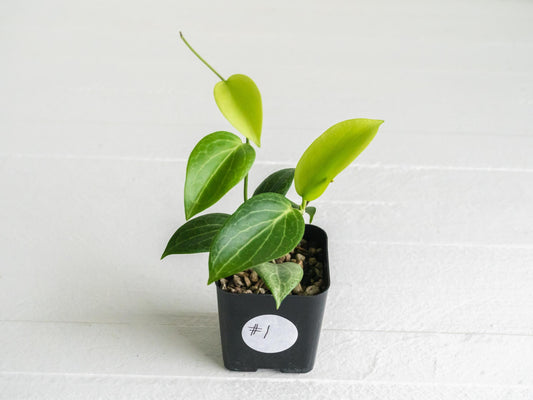 Hoya fitchii (Orange Flower) | 2-Inch