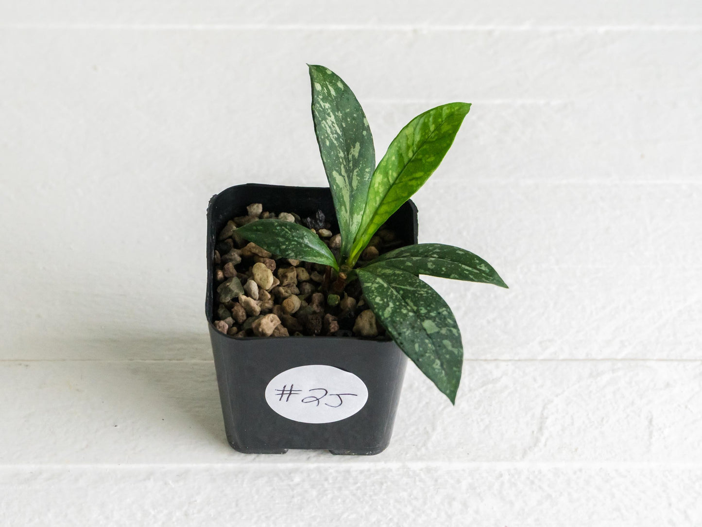 Hoya crassipetiolata (Splash) | 2-Inch