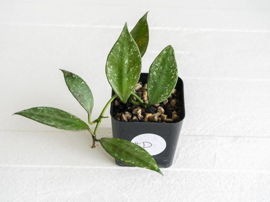 Hoya nabawanensis (Splash) | 2-Inch