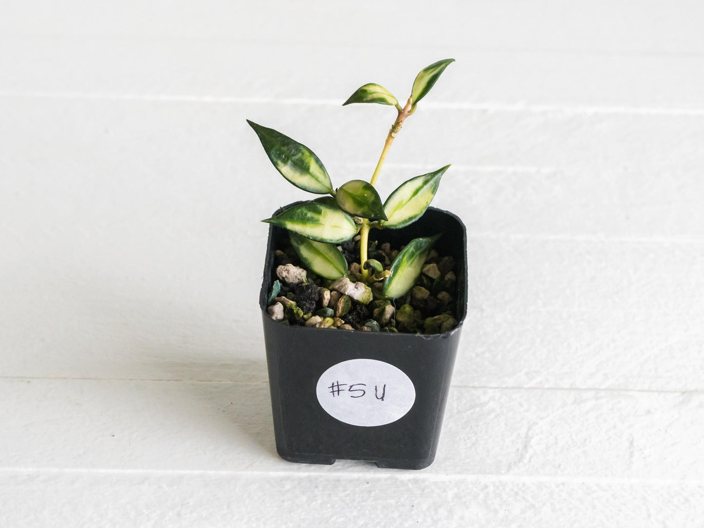 Hoya lacunosa (Inner Variegated) | 2-Inch