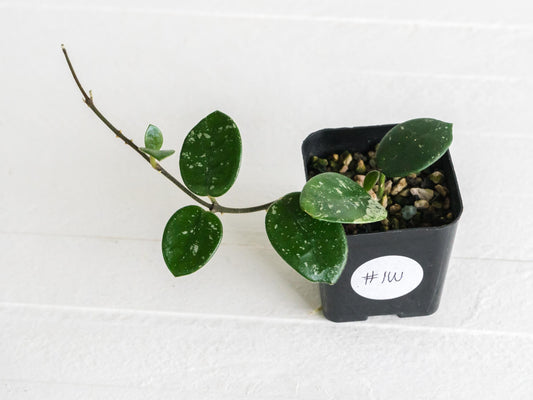 Hoya 'Mathilde' | 2-Inch