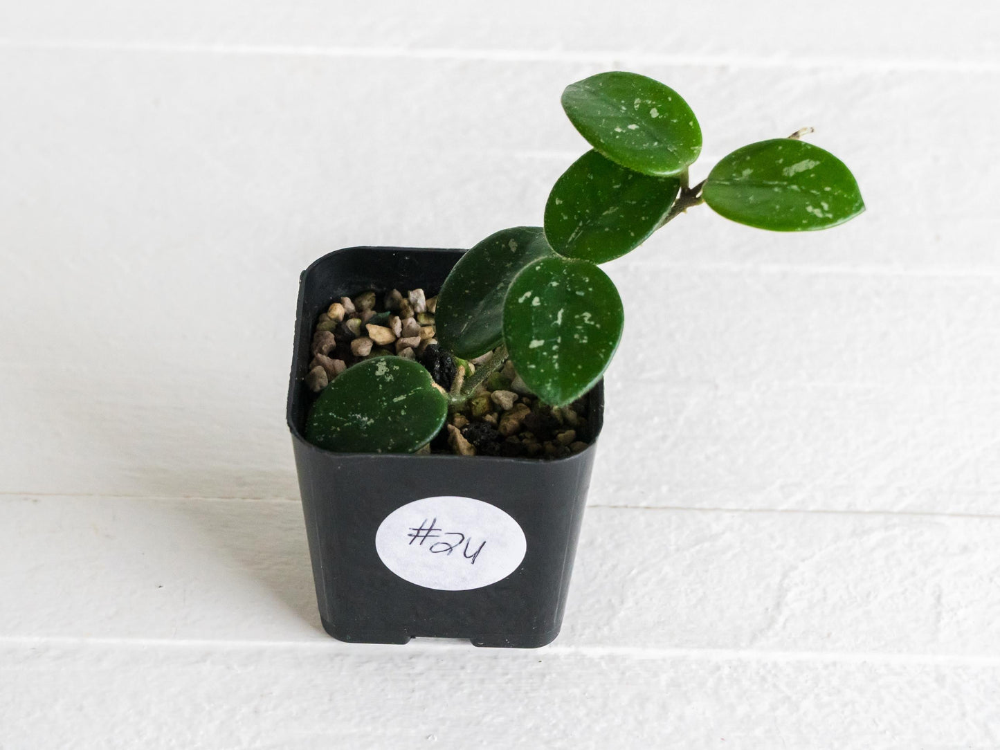 Hoya 'Mathilde' | 2-Inch