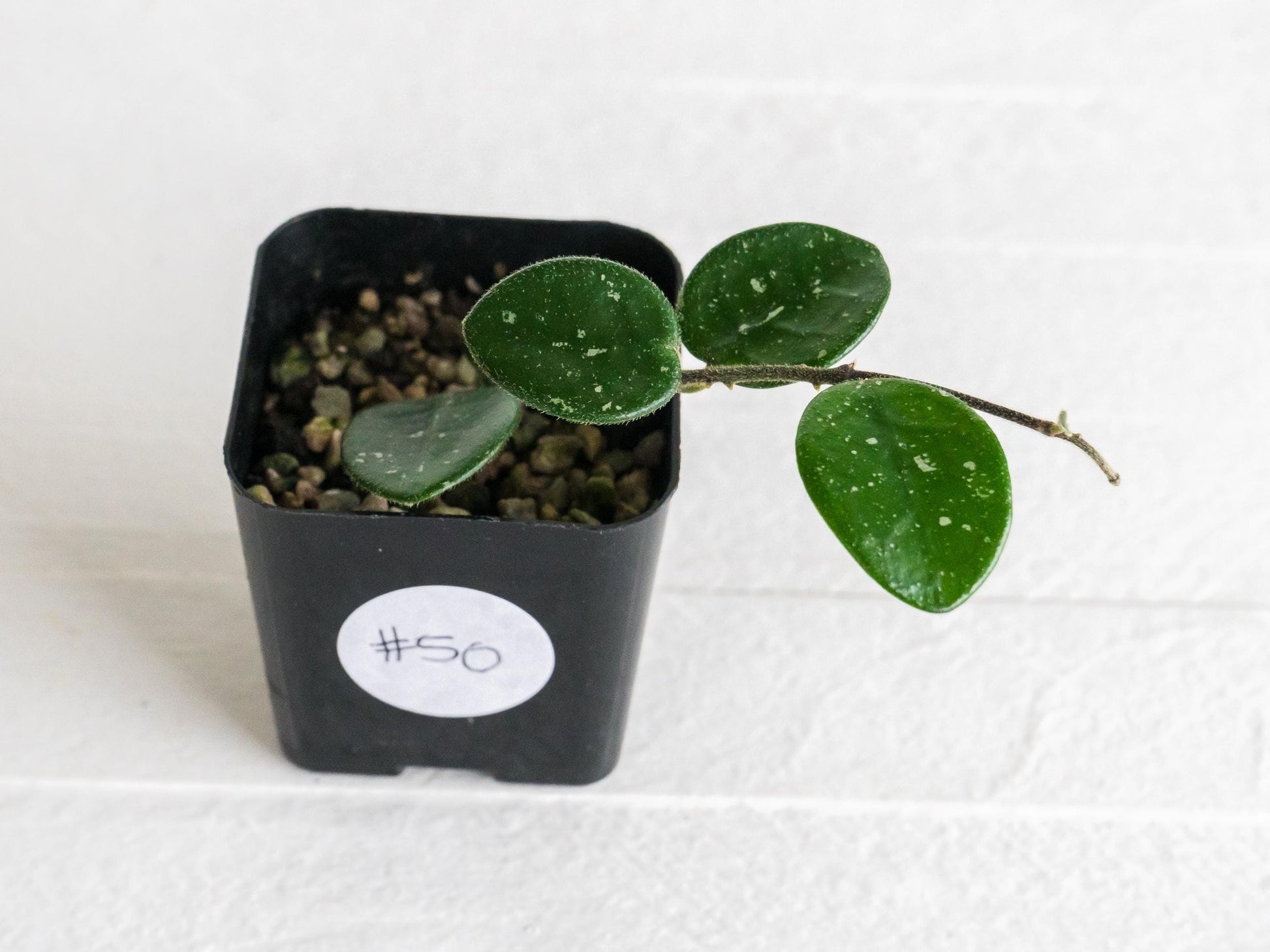 Hoya 'Mathilde' | 2-Inch