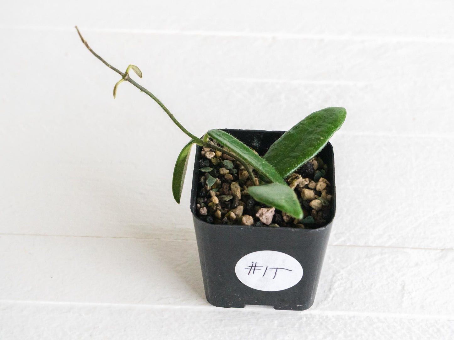 Hoya lyi | 2-Inch