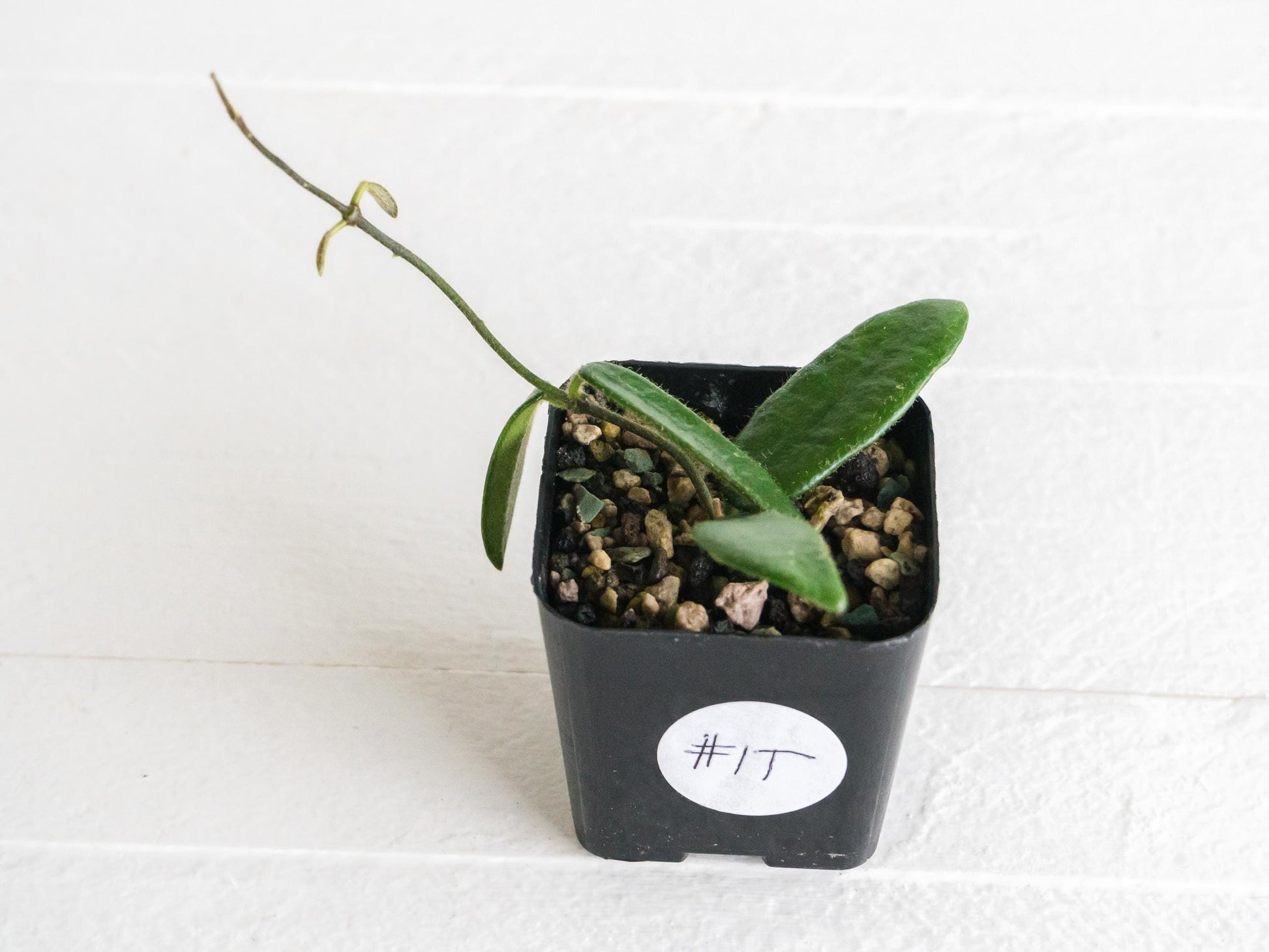 Hoya lyi | 2-Inch