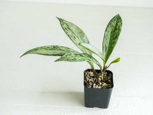 Hoya pubicalyx (Splash) | 2-Inch