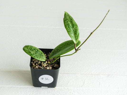 Hoya 'Jita Silver' | 2-Inch