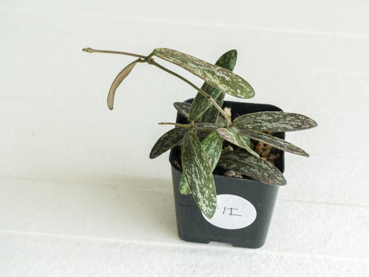 Hoya sigillatis | 2-Inch