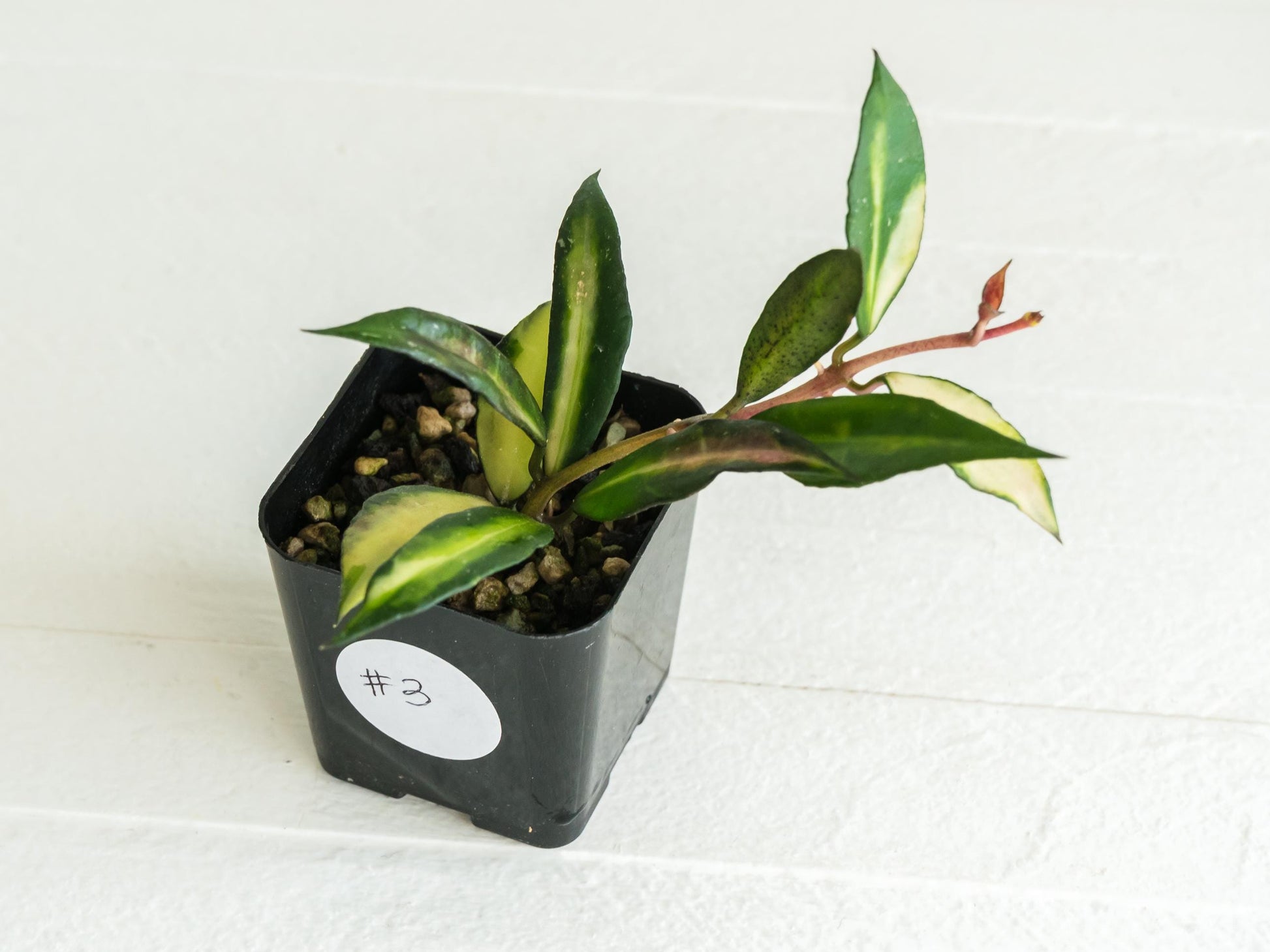 Hoya lacunosa 'Souma' | 2-Inch