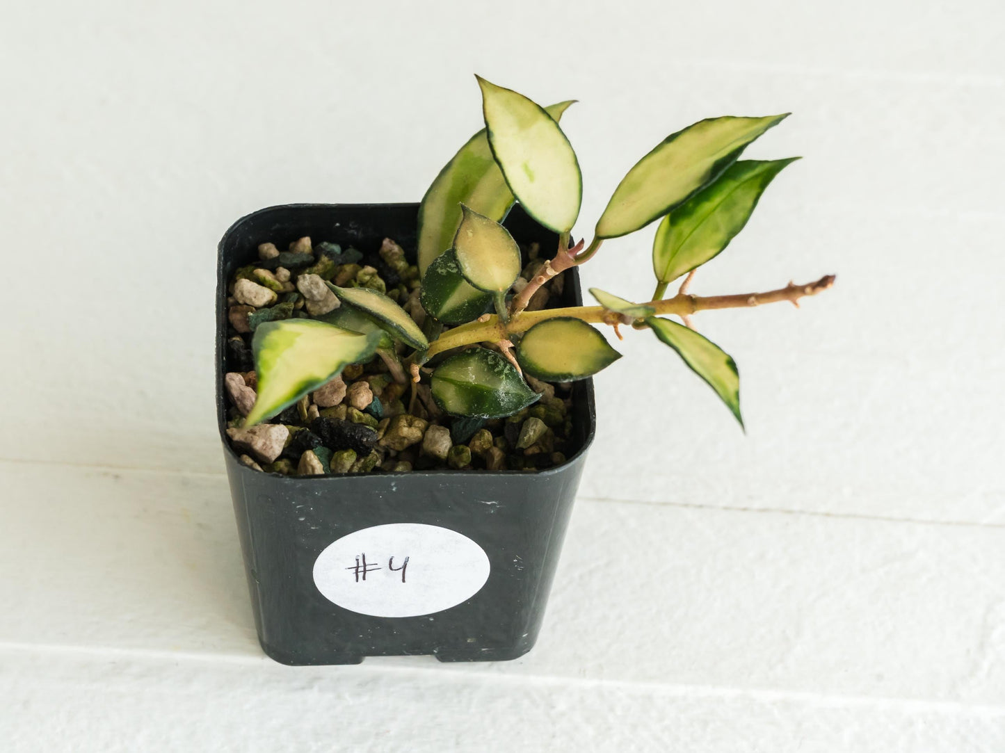 Hoya lacunosa 'Souma' | 2-Inch