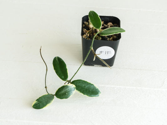 Hoya lyi 'Prism' (Pink Flower) | 2-Inch