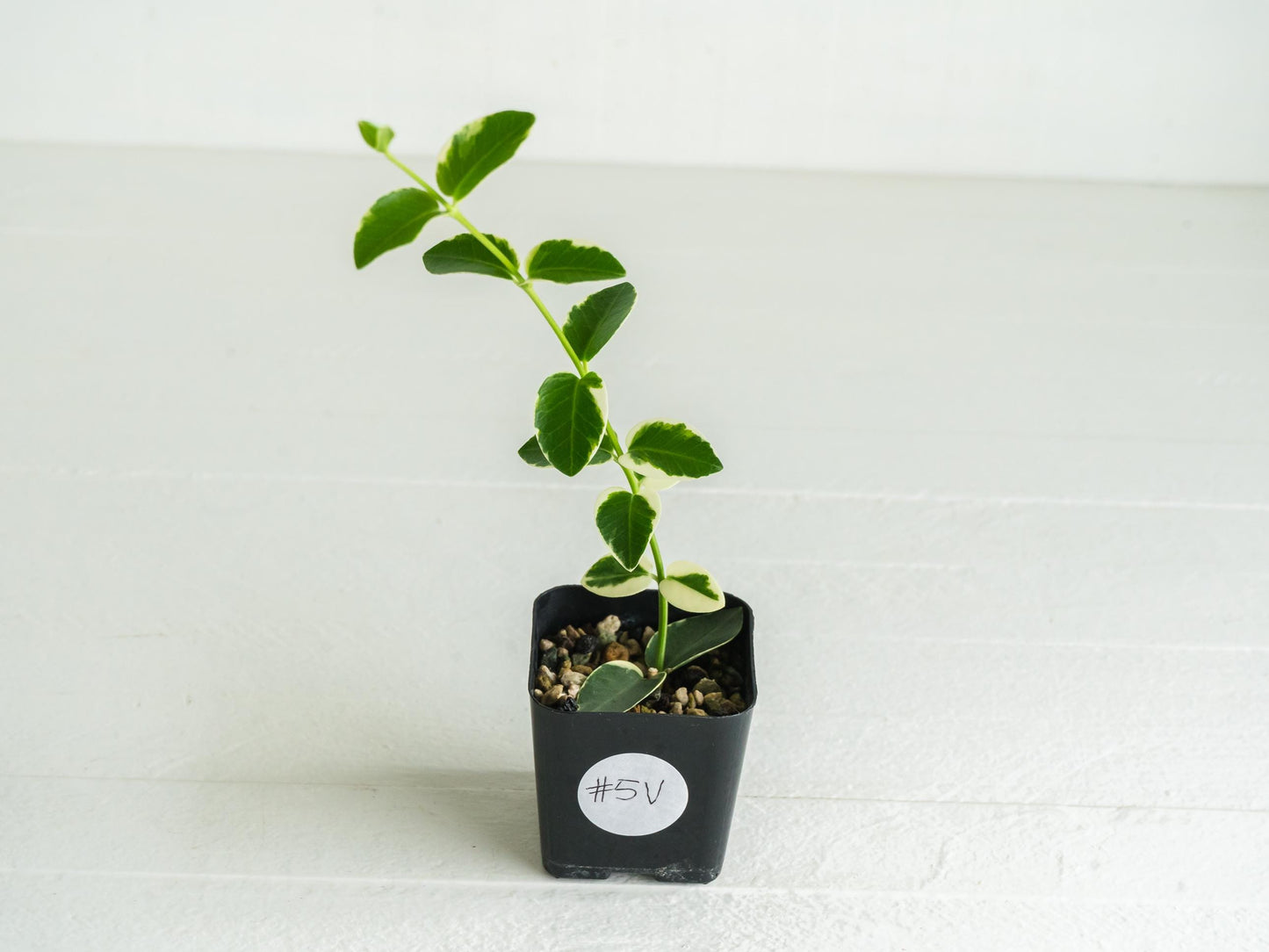 Hoya cumingiana (Albo | Outer Variegated) | 2-Inch