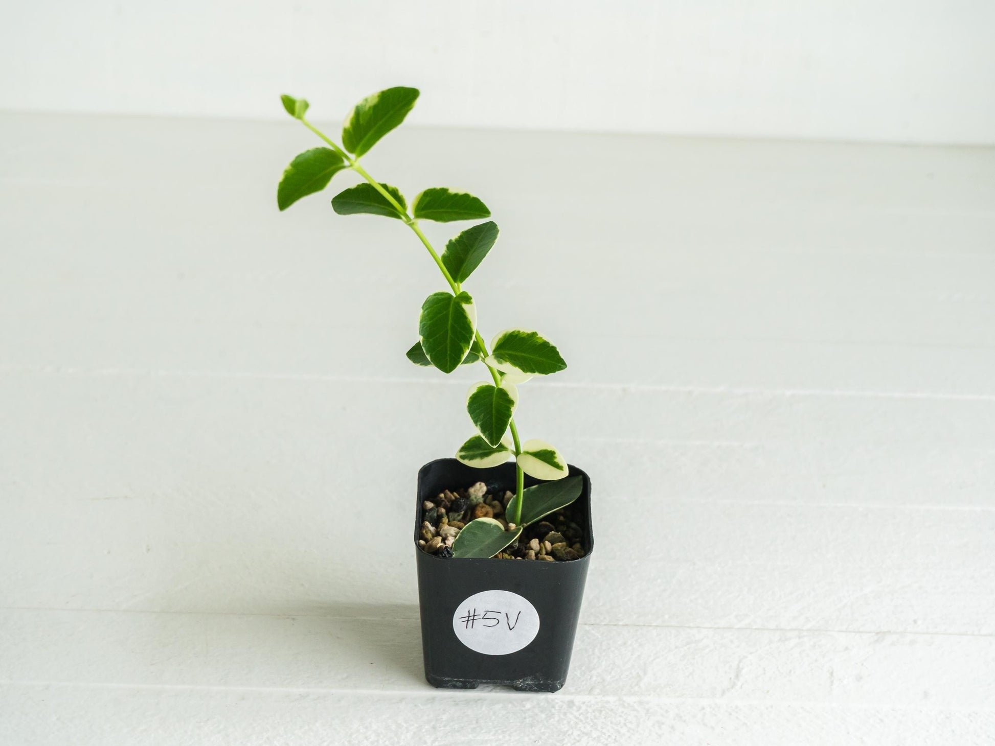 Hoya cumingiana (Albo | Outer Variegated) | 2-Inch