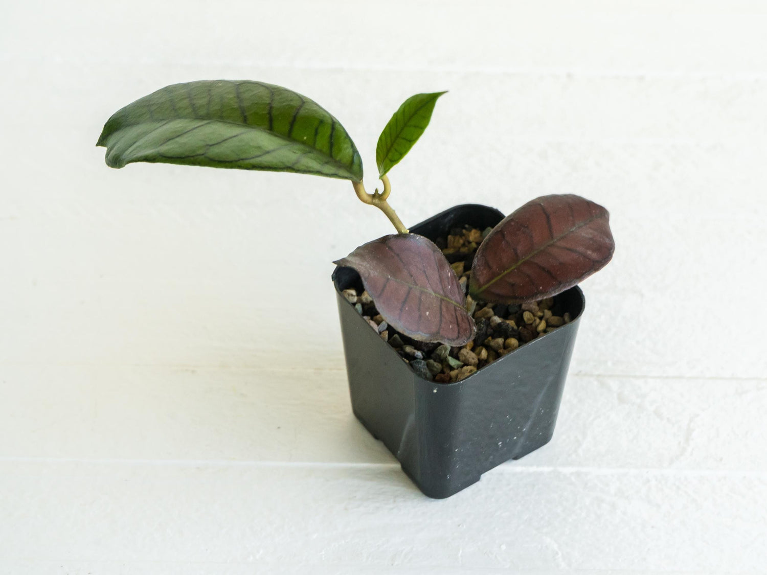 Hoya gunung gading | 2-Inch