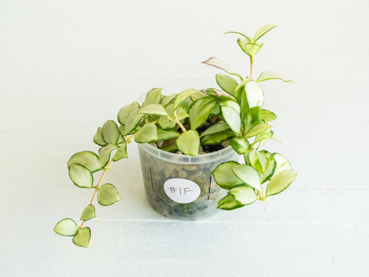 Hoya heuschkeliana (Inner Variegated) | 3-Inch