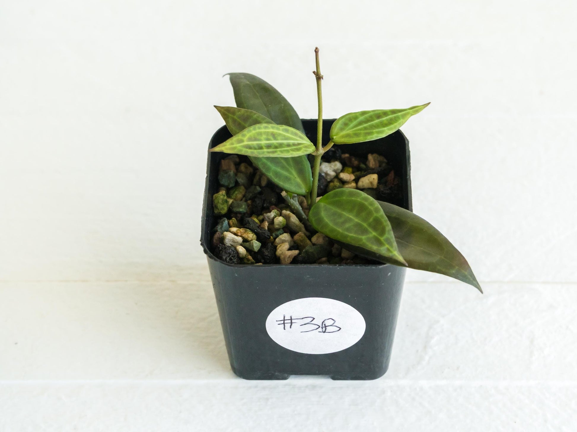 Hoya microdwarf (NS12-323) | 2-Inch
