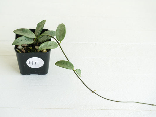 Hoya lima (Silver) | 2-Inch