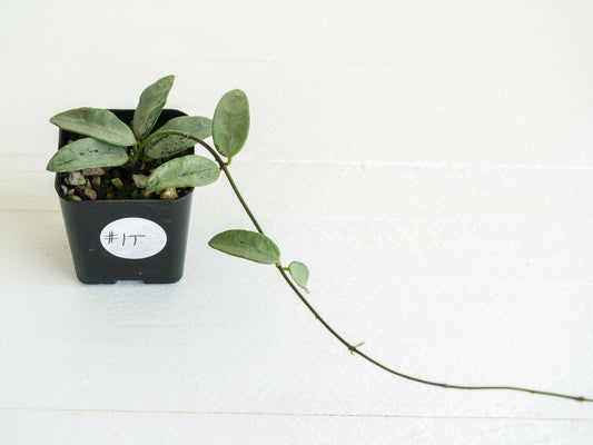 Hoya lima (Silver) | 2-Inch