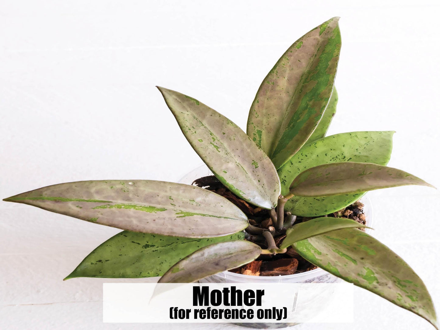 Hoya 'Snow Cui' (Silver) | 2-Inch