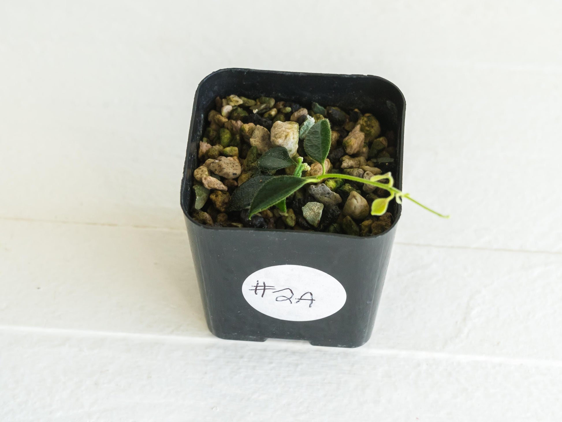 Hoya papua (PNG IM-08) | 2-Inch