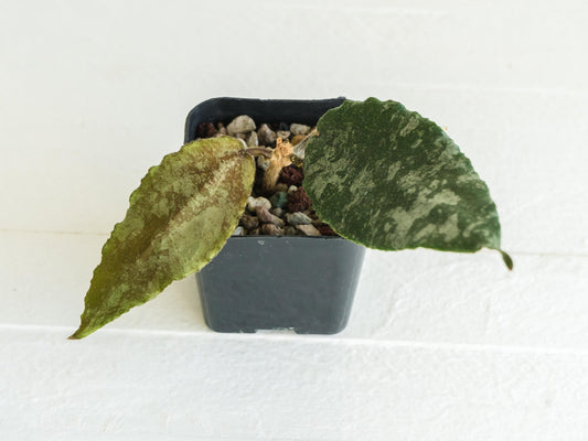 Hoya caudata (Silver) | 2-Inch