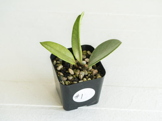 Hoya carnosa 'Wilbur Graves' (Silver) | 2-Inch