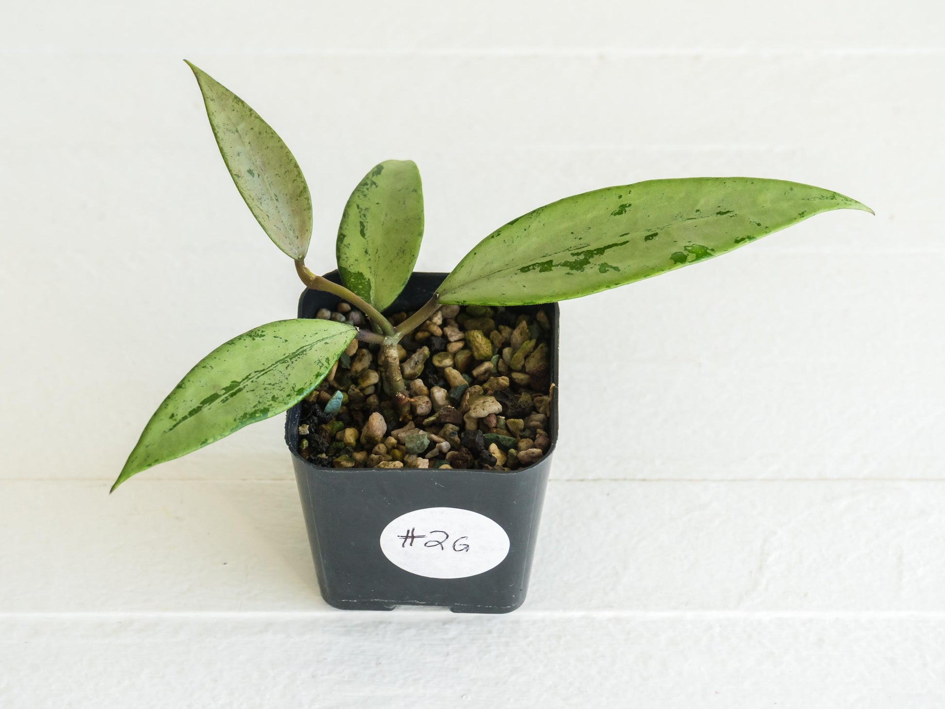 Hoya 'Snow Cui' (Silver) | 2-Inch
